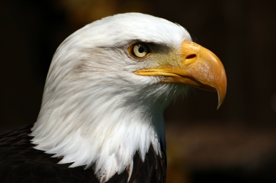 Fil:Bald-eagle.jpg