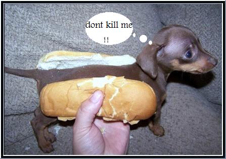 Fil:Hot dog2.jpg