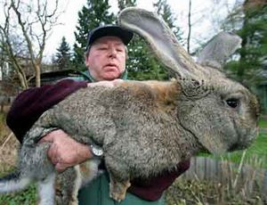Kæmpe-kanin.jpg