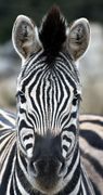 Den vestafrikanske zebra.