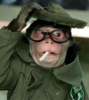 Monkey with glasses.jpeg
