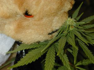 Bamsebetjent-inspicerer-illegal-cannabis.jpg