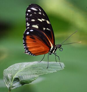 Butterfly.jpg