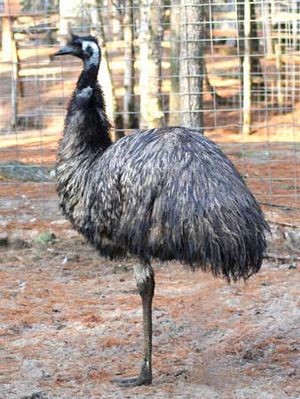 Emu2.jpg